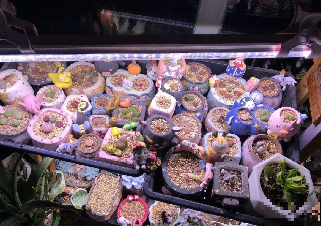 20种花,夏天要休眠,一浇水就死! 20种花,夏天要休眠,一浇水就死!