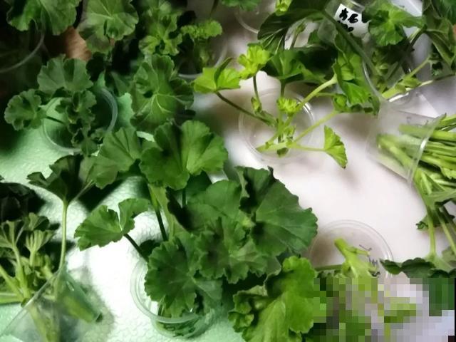 天热扦插3种花,成活率很高,2周就冒大白根! 天热扦插3种花,成活率很高,2周就冒大白根!