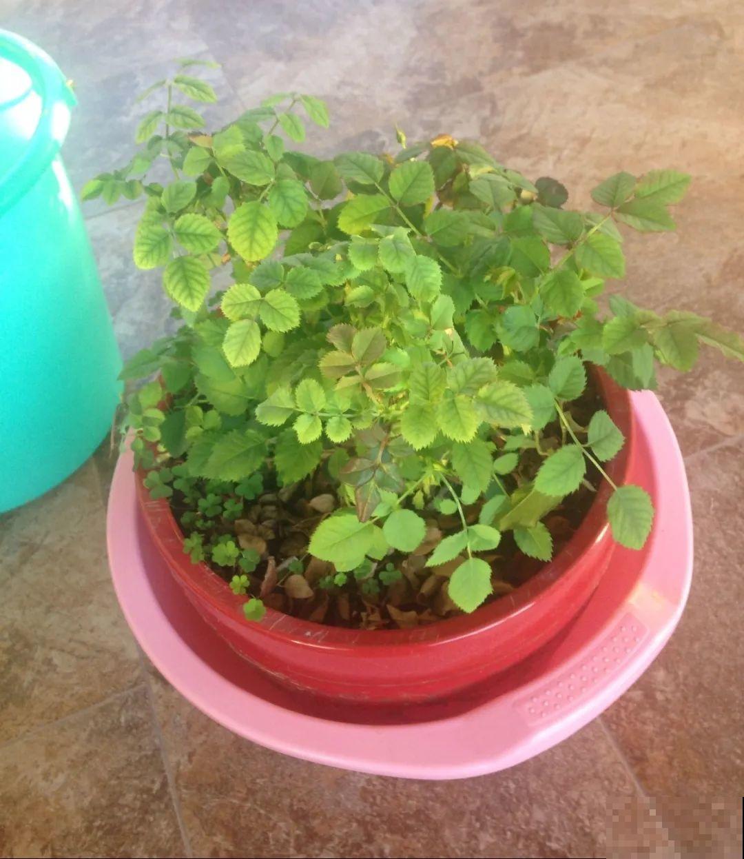 自制杀菌水、杀虫水，3天给花喷一次，虫病全扫光！