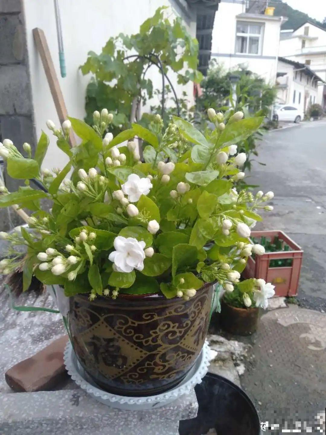 家里养这20种花,呼呼开花,花多得看不见叶 家里养这20种花,呼呼开花,花多得看不见叶