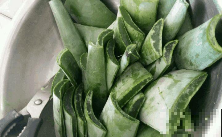 家里养盆芦荟，净化空气、消炎杀菌，养人养身心