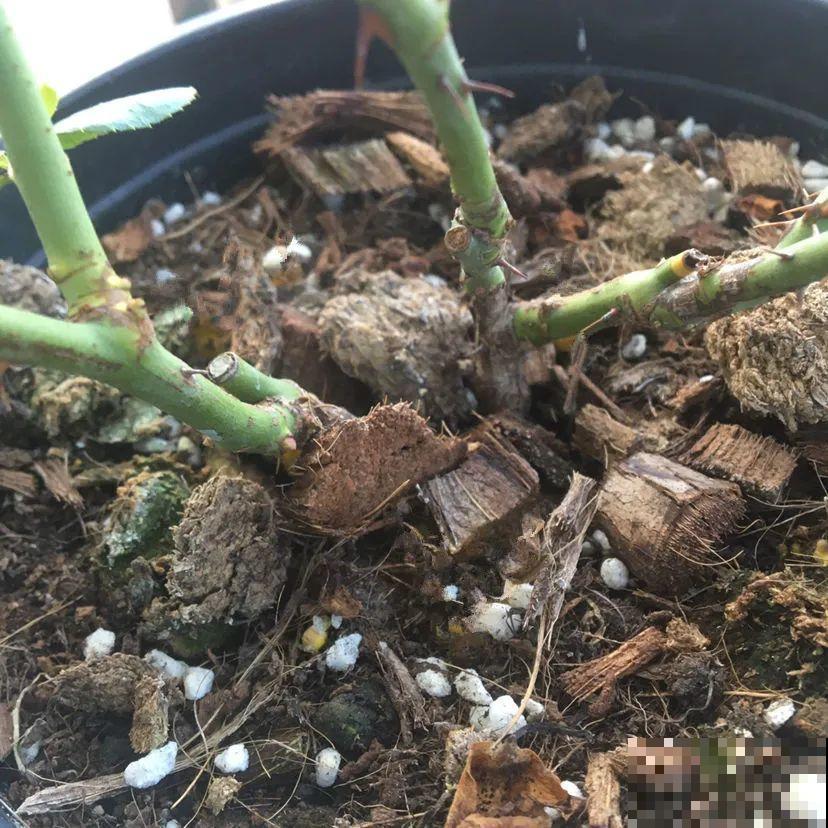 绣球马上剪，下个月就晚了，错过明年不开花