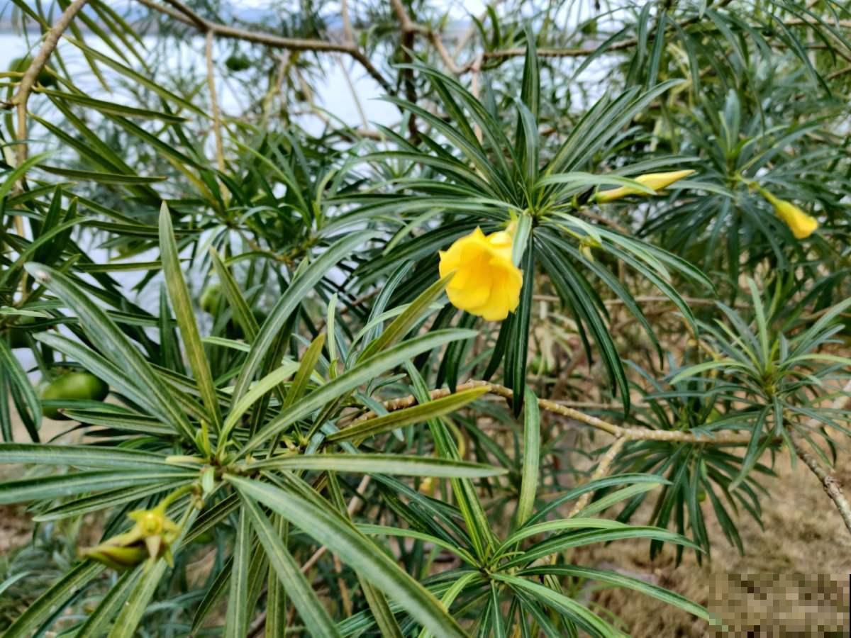 家里养棵酒杯花，金黄花海真醉人，看着就赏心悦目！