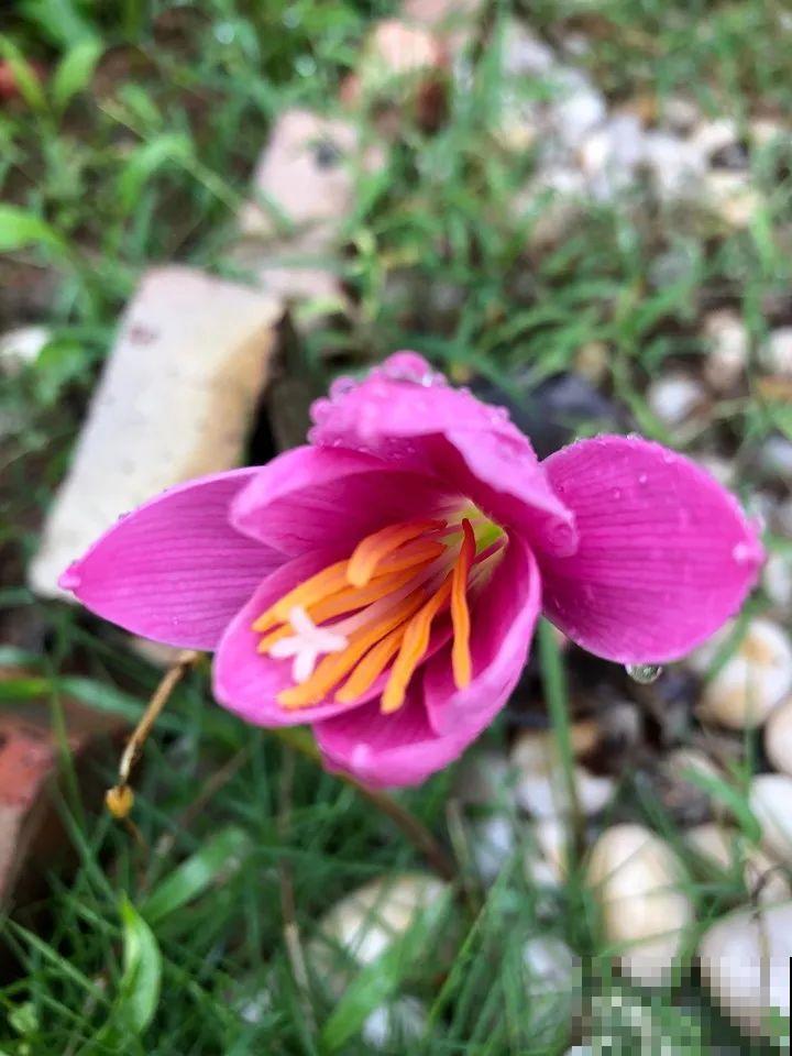 9种花可以预测天气，一开花就说明要下雨了！