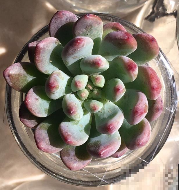 多肉度夏难,干脆扔水里,一棵都不死! 多肉度夏难,干脆扔水里,一棵都不死!