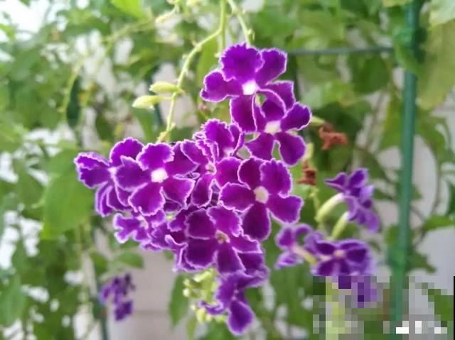 活的“香水花”，开一朵，家里香气飘飘！