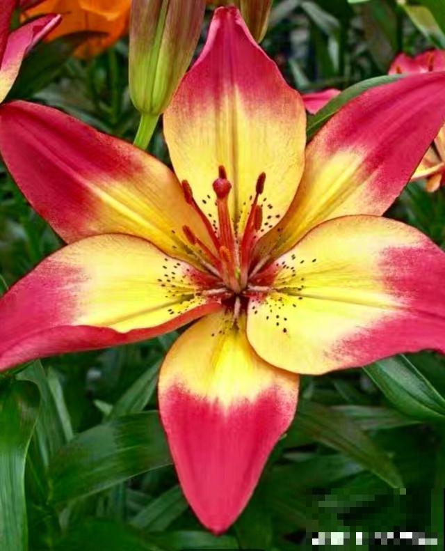 百合花品种那么多,这些中国原生百合,你见过几种? 百合花品种那么多,这些中国原生百合,你见过几种?