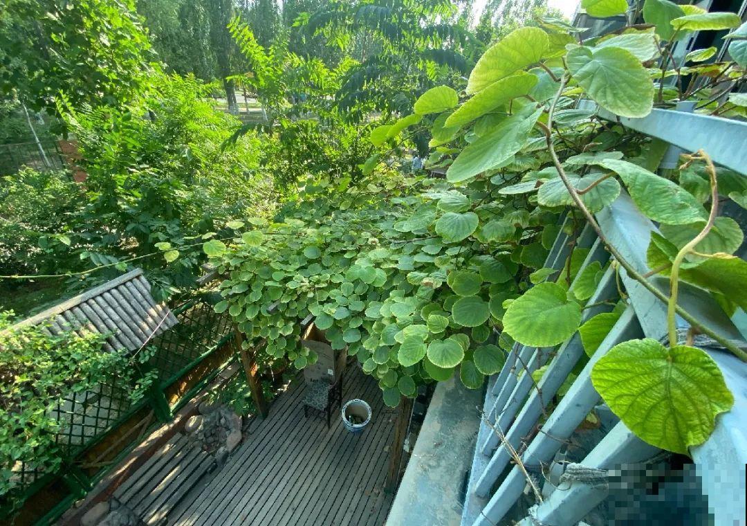 我想回农村,院子里养花、种菜,过清闲日子 我想回农村,院子里养花、种菜,过清闲日子