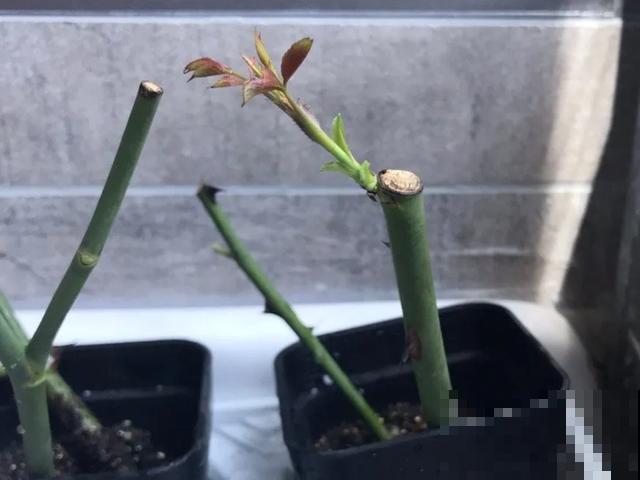 天热扦插3种花,成活率很高,2周就冒大白根! 天热扦插3种花,成活率很高,2周就冒大白根!