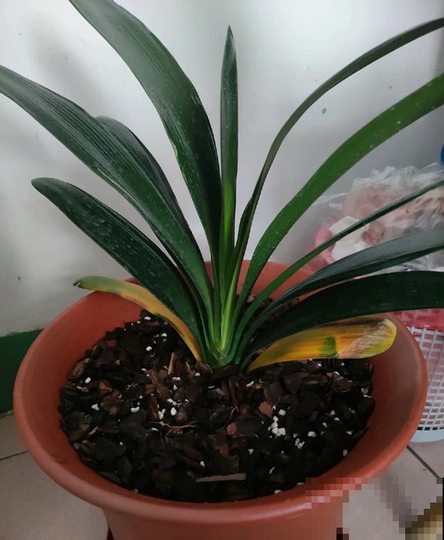 8种花,天热不能换盆,换了3天必死! 8种花,天热不能换盆,换了3天必死!