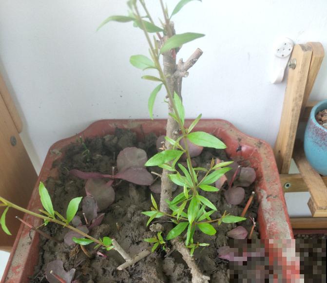 快死的花别扔，这个位置剪一刀，还能起死回生！