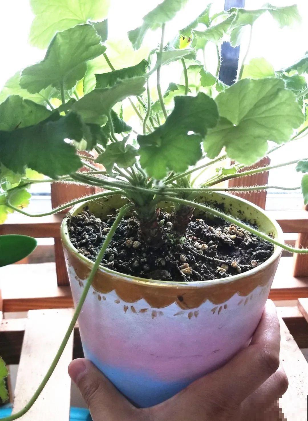 虎皮兰,红掌,吊兰养成老桩,变成大树,真壮观! 虎皮兰,红掌,吊兰养成老桩,变成大树,真壮观!