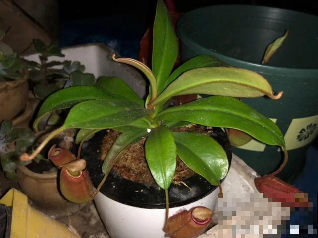 7种花插土里，立马长满院子，蚊虫不敢靠近！