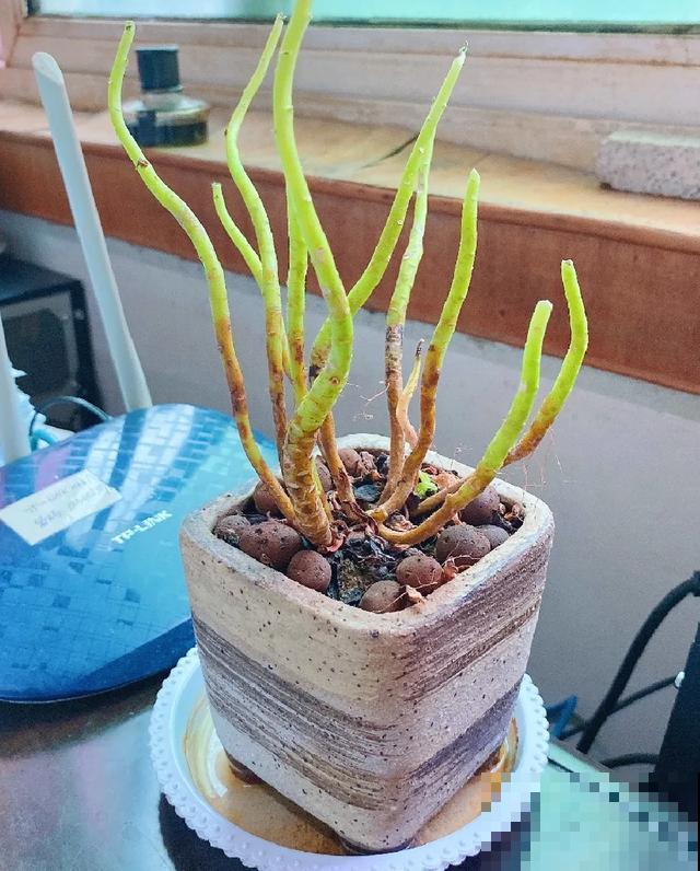 地栽的花就是强大，屋外疯长一院子，屋内孱弱不开花