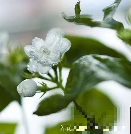 茉莉花后赶紧剪,剪完就开花,一直剪一直开! 茉莉花后赶紧剪,剪完就开花,一直剪一直开!