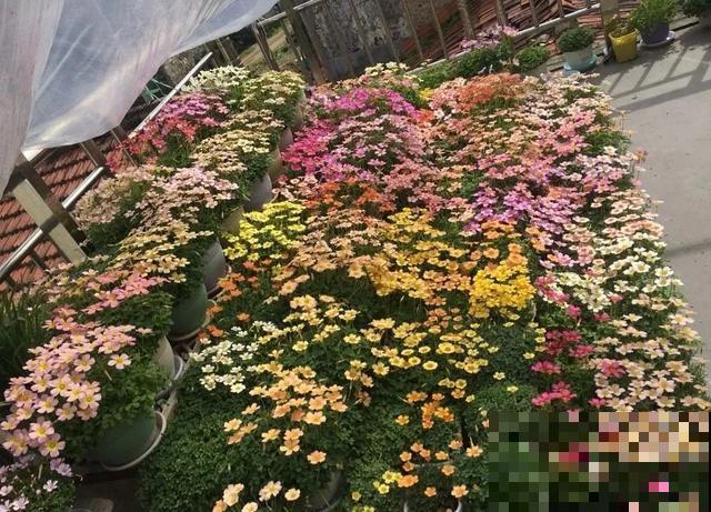 想要花园，现在就建，别等有钱！