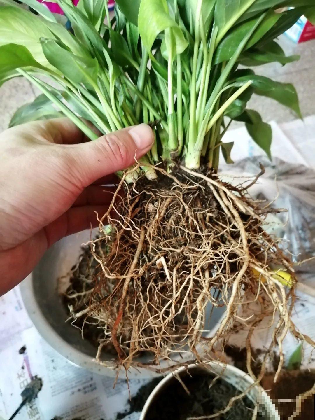 常见8种花，到花期还不开，赶紧剪一刀，花苞嗖嗖冒！