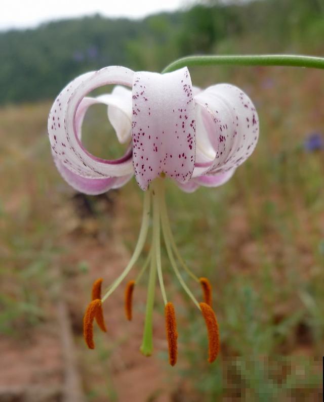 百合花品种那么多,这些中国原生百合,你见过几种? 百合花品种那么多,这些中国原生百合,你见过几种?