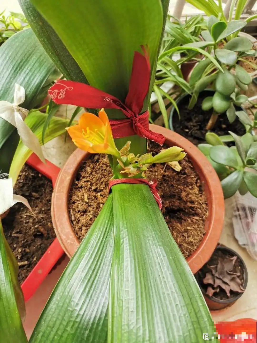 7种花会伪装，夏天会假死，好好养护秋天还能活