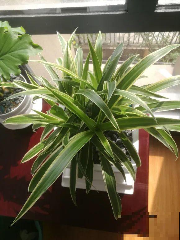 虎皮兰,红掌,吊兰养成老桩,变成大树,真壮观! 虎皮兰,红掌,吊兰养成老桩,变成大树,真壮观!