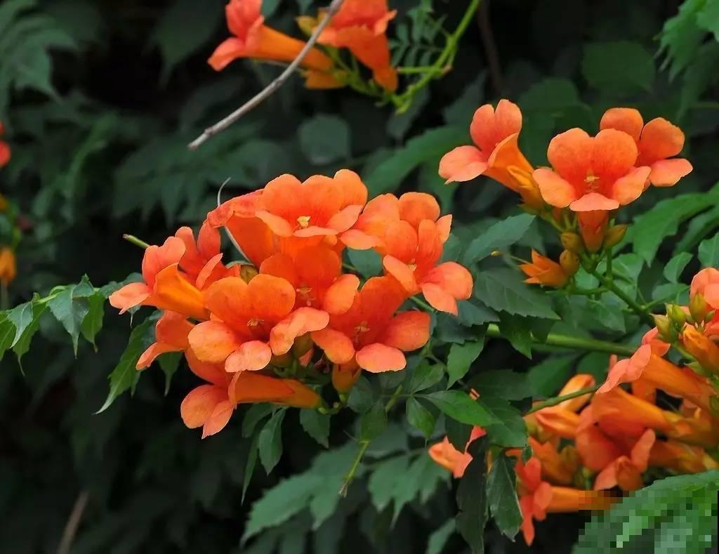 最美的路边花，沾土爬满墙，越热开得越多！