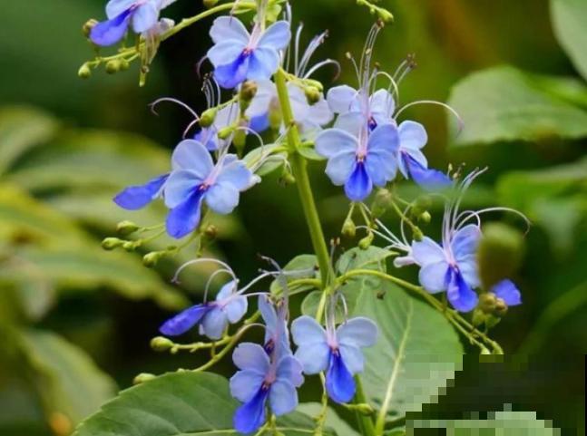 6种蓝色系的花，最适合夏天养，清凉又舒爽！