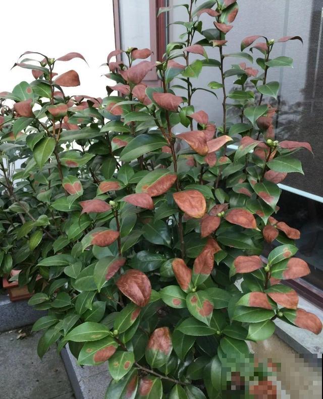 10种花一晒就死,夏天别放南阳台,小心晒成梅干菜! 10种花一晒就死,夏天别放南阳台,小心晒成梅干菜!