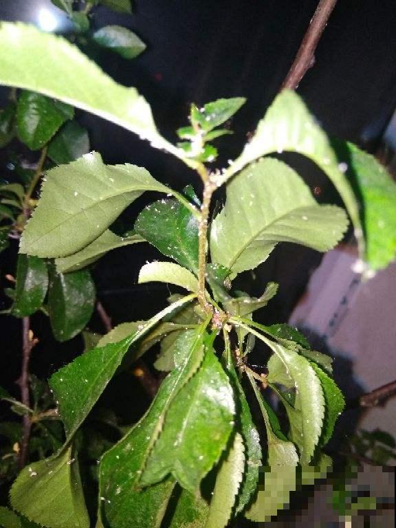 夏季养花，注意的地方真不少，这6点必须得知道