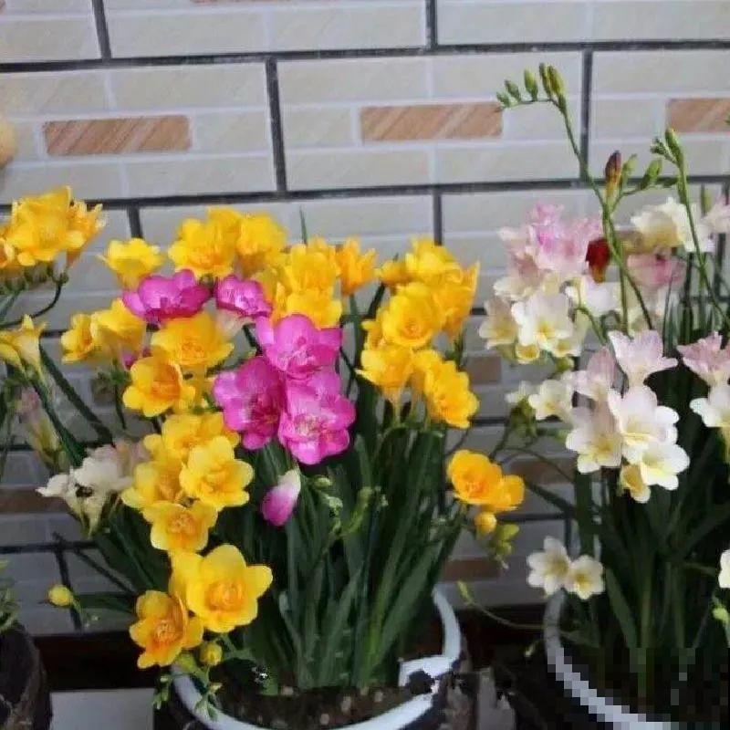 没开花之前像野草,开花之后美翻天,满屋子都是香味 没开花之前像野草,开花之后美翻天,满屋子都是香味