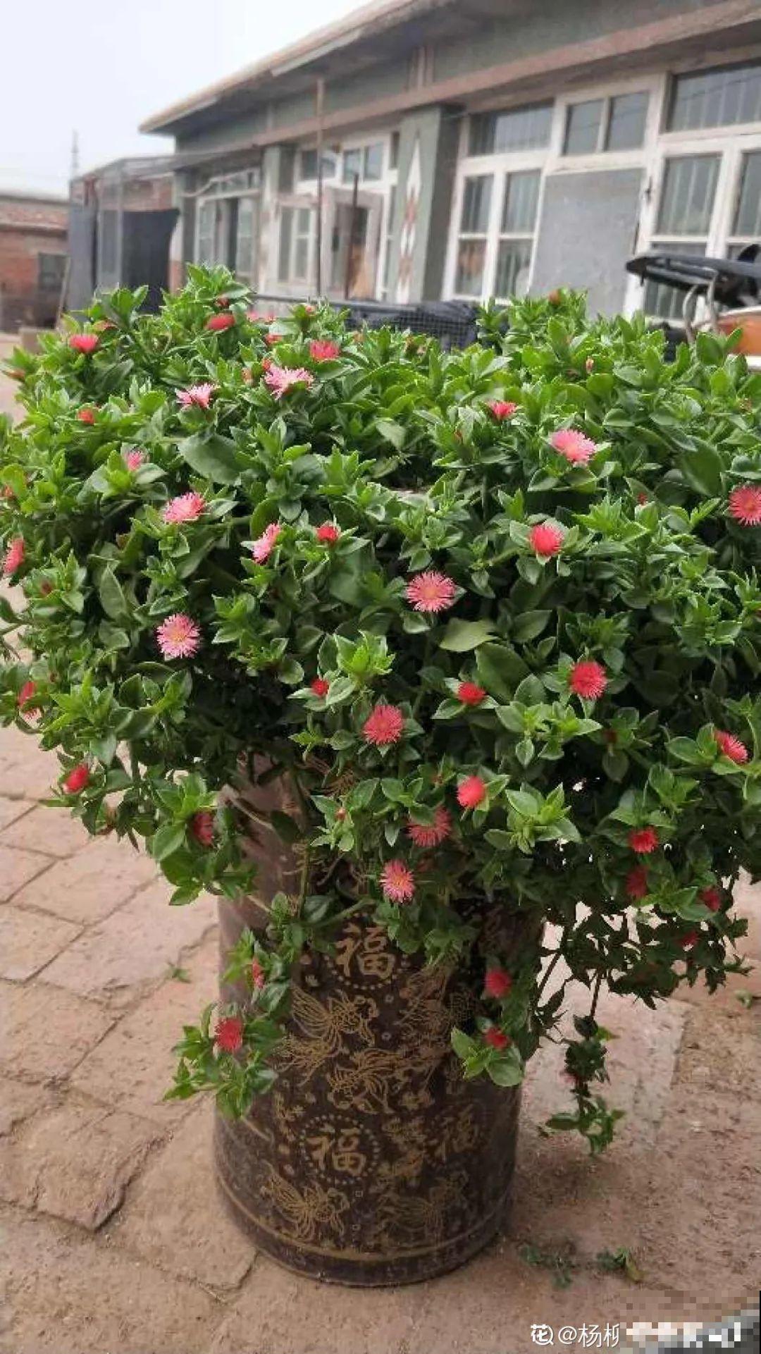 18种最好养的花大盘点，绿萝只能排倒第一！