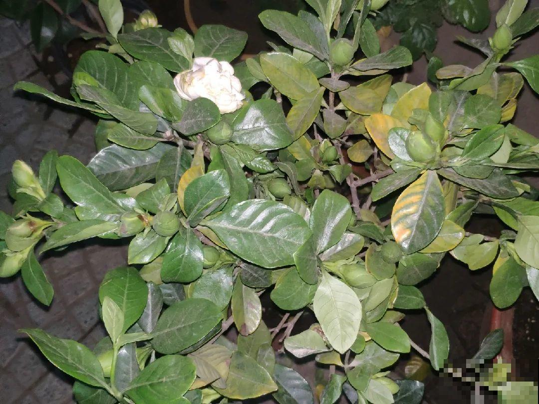 天热黄叶，原因都在这儿，一看就明白！