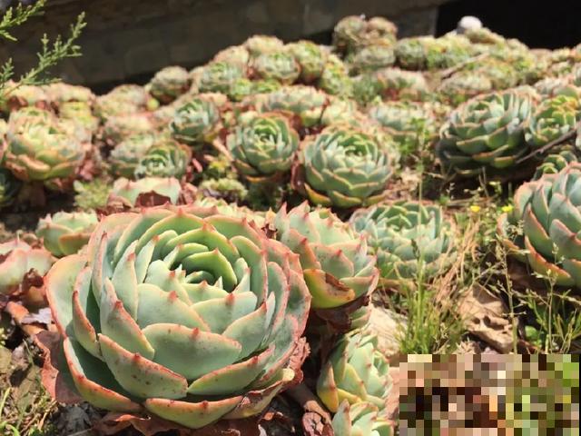 地栽的花就是强大，屋外疯长一院子，屋内孱弱不开花