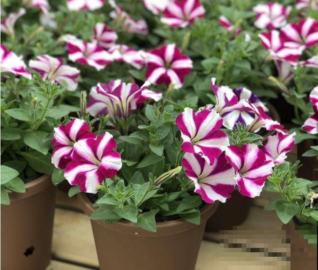 矮牵牛开花后别急着剪,过一阵收获小种子,存起来随时种! 矮牵牛开花后别急着剪,过一阵收获小种子,存起来随时种!