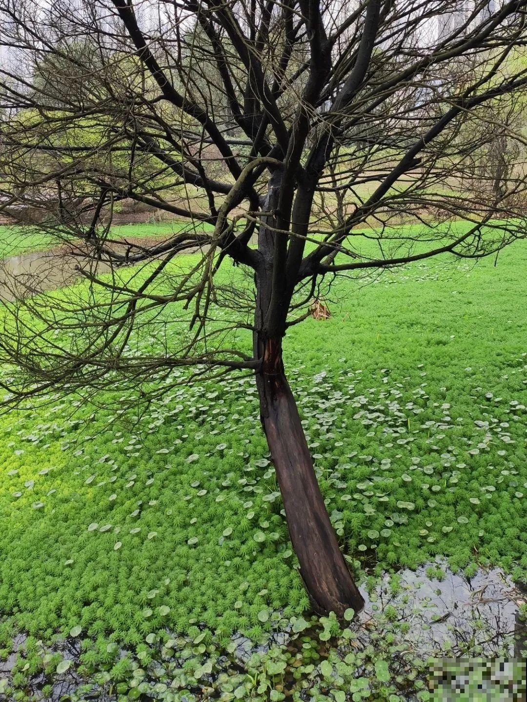 10种花就得种在大水缸，夏天不休眠，越热越开花