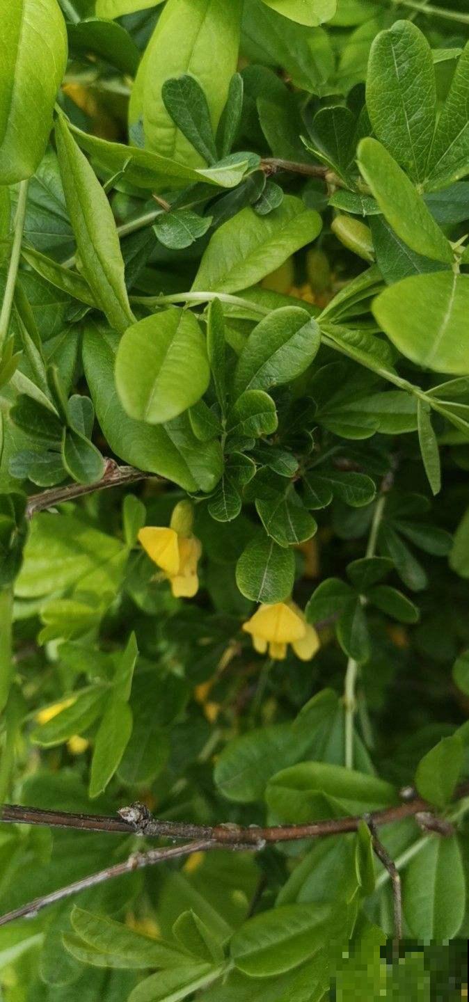 开花像群嫩黄小鸡,怪不得名叫锦鸡儿,可爱翻了! 开花像群嫩黄小鸡,怪不得名叫锦鸡儿,可爱翻了!