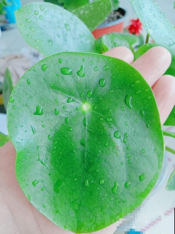 天热就养这5种花,越热越浇水,呼呼长爆盆 天热就养这5种花,越热越浇水,呼呼长爆盆