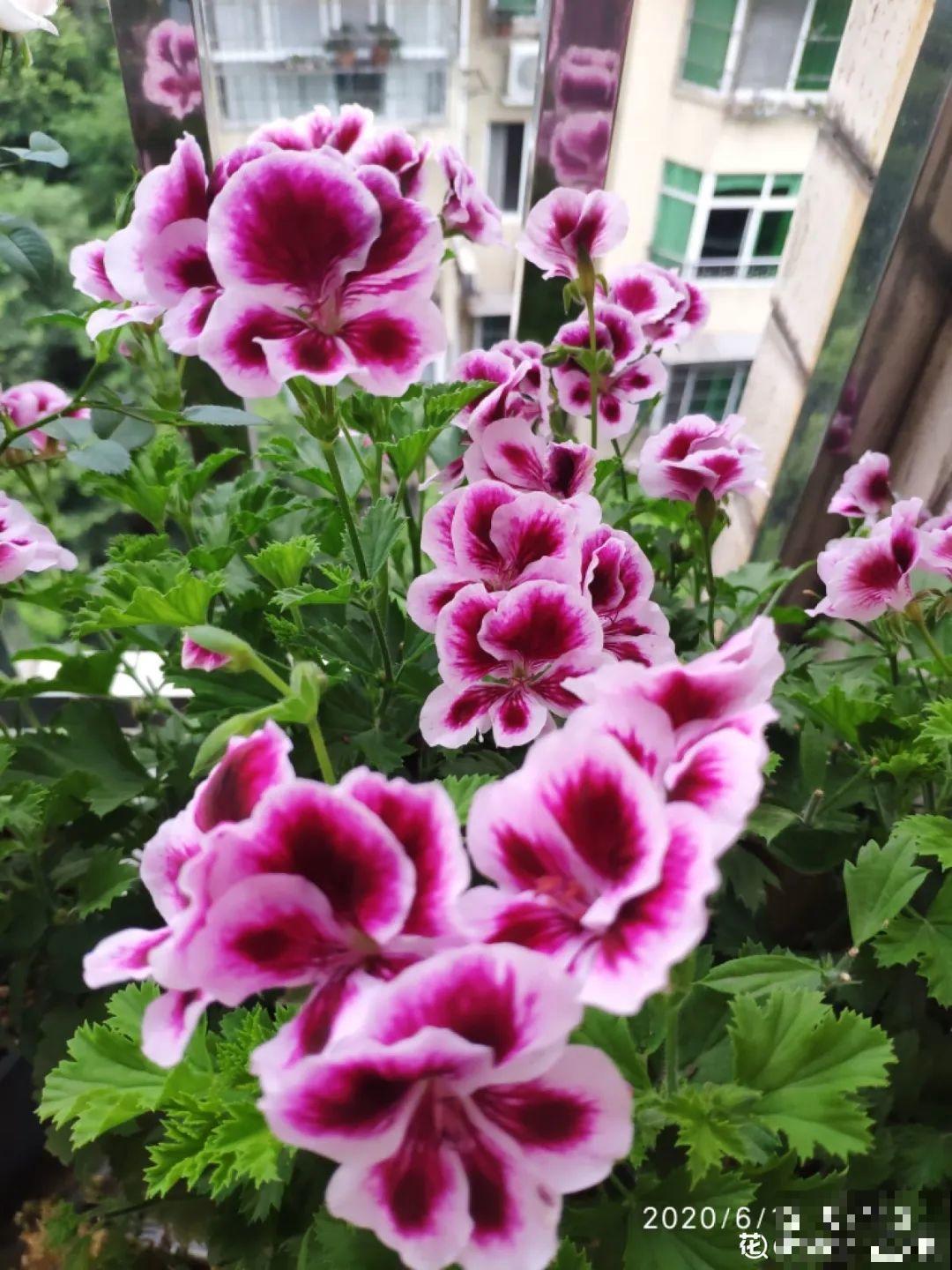 18种最好养的花大盘点，绿萝只能排倒第一！