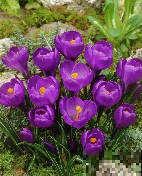 院子里超适合养番红花，开花鲜艳多彩，下雪也不耽误开花