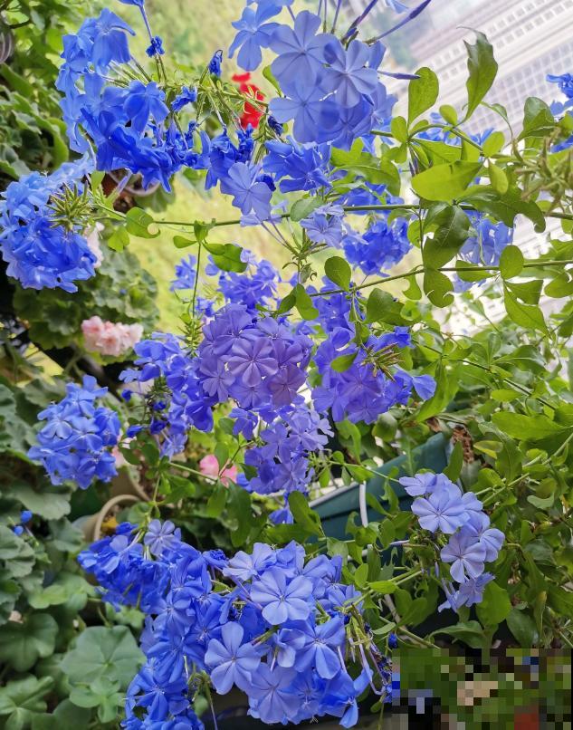 晒不死的3种花，一晒就冒花苞，一缺光就徒长！