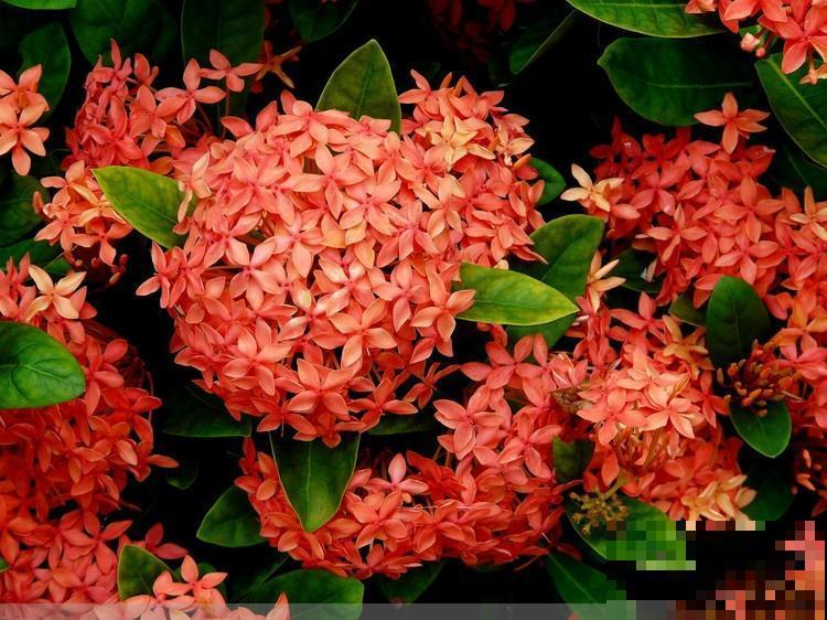 6种“红色”花,一开一大片,疯长起来拦不住! 6种“红色”花,一开一大片,疯长起来拦不住!