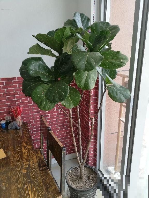 爆火的网红花，养护有难度，学会这6点才能养好