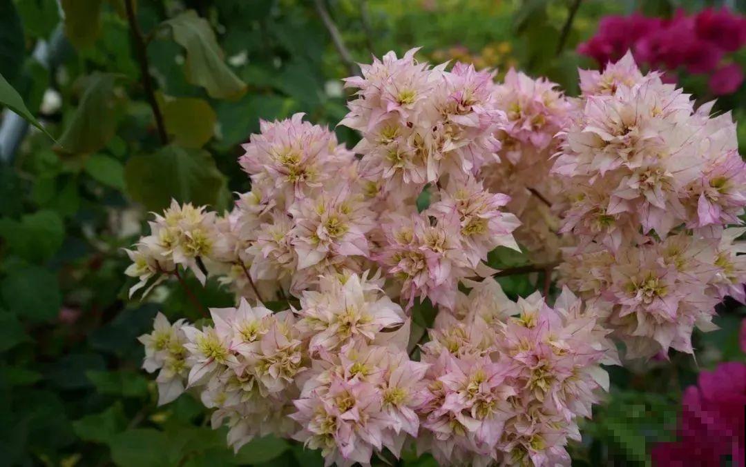 超耐热的三角梅，30℃仍然疯狂开花，爬成一面大花墙！