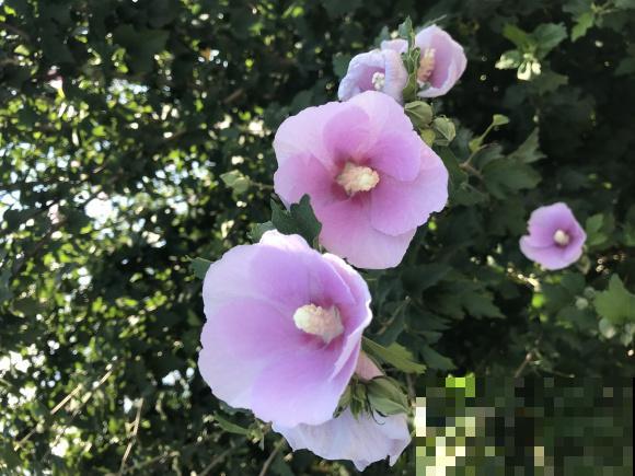 路边的木槿花开了,老人摘了一大筐,上锅蒸比肉还香! 路边的木槿花开了,老人摘了一大筐,上锅蒸比肉还香!