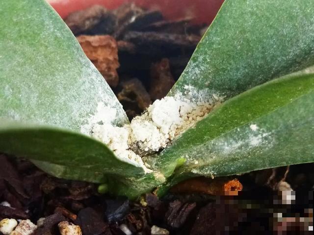 夏天潮湿闷热，一不小心花就烂根，看准时机砍掉，照样长出新叶子