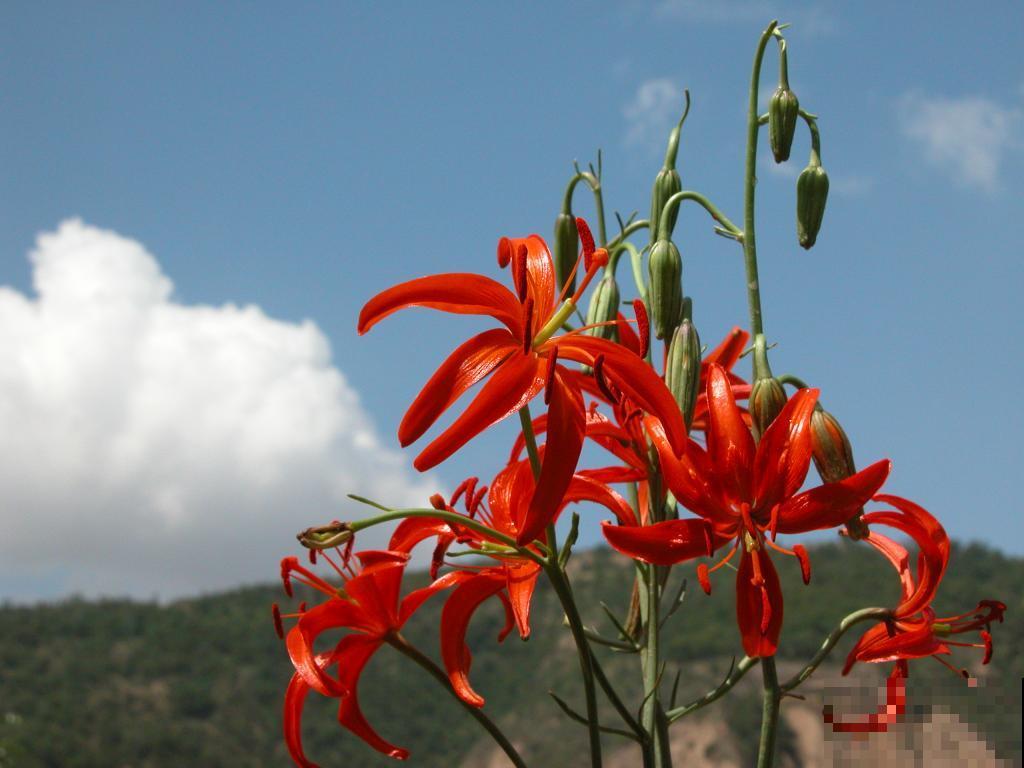 百合花品种那么多,这些中国原生百合,你见过几种? 百合花品种那么多,这些中国原生百合,你见过几种?