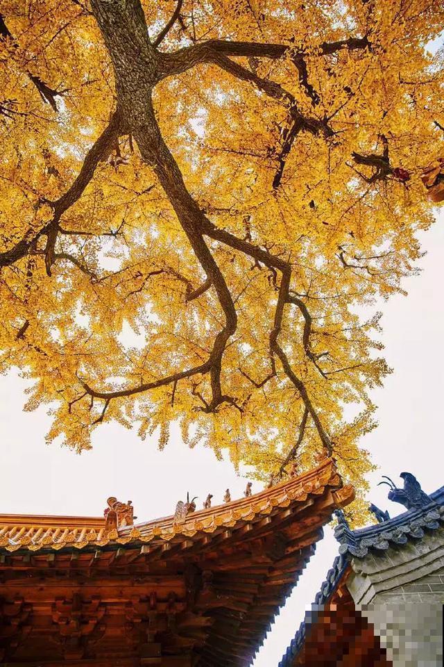 中国8大古树，历经千年不倒，最老一棵4000岁！