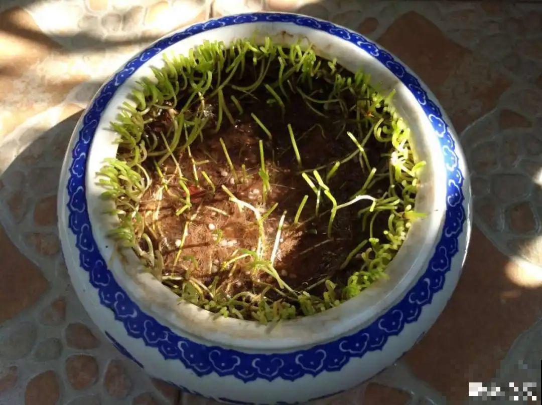 10种花就得种在大水缸，夏天不休眠，越热越开花