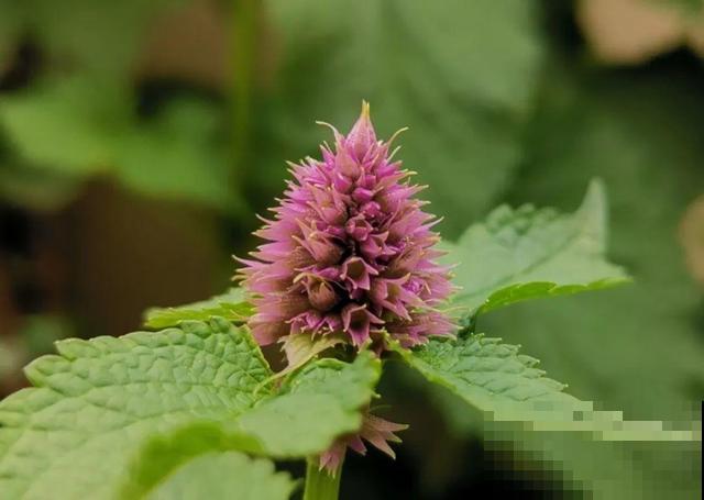 7种花插土里，立马长满院子，蚊虫不敢靠近！