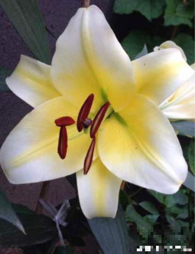 百合花品种那么多,这些中国原生百合,你见过几种? 百合花品种那么多,这些中国原生百合,你见过几种?