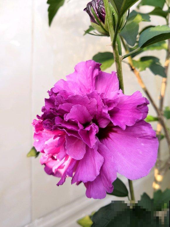 路边的木槿花开了,老人摘了一大筐,上锅蒸比肉还香! 路边的木槿花开了,老人摘了一大筐,上锅蒸比肉还香!